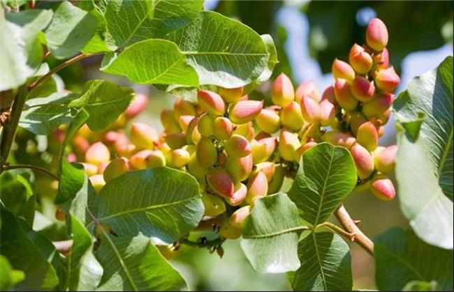 شکوفایی طلای سبز در دشت ممنوعه