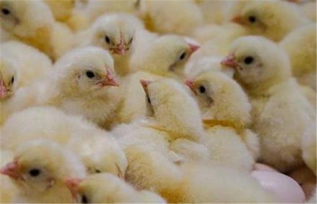 افزایش 11 درصدی جوجه‌ریزی در مرغداری‌های خراسان شمالی