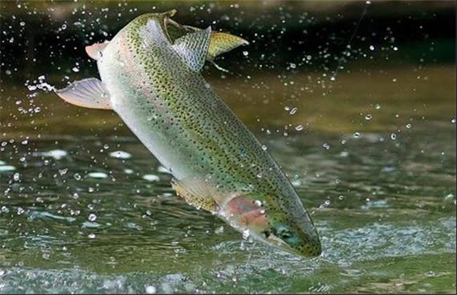 افزایش بهره‌وری آبزی‌پروری خراسان شمالی با دستگاه‌های نوین