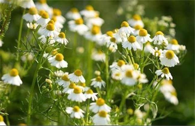 توصیه‌های بهداشتی درباره برداشت و مصرف گیاهان خوراکی خودرو