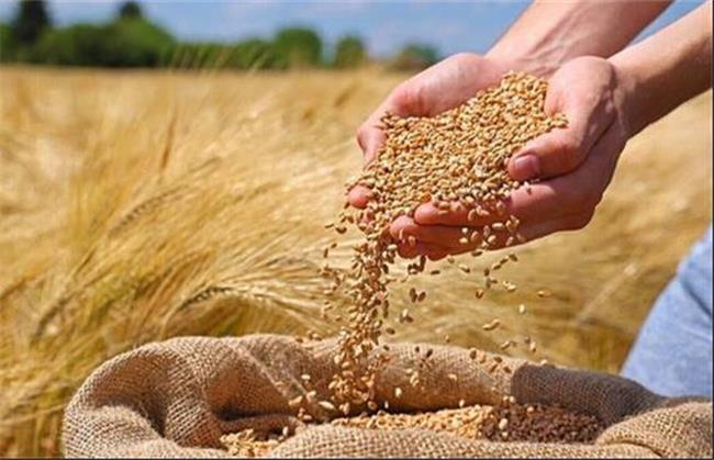 اجرای طرح اعتباری گندم بانک کشاورزی؛ گامی برای حمایت از معیشت گندم‌کاران