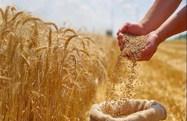 سهم یک‌درصدی خراسان شمالی از خرید تضمینی گندم کشور؛ رشد ۱۲۷ درصدی نسبت به سال گذشته
