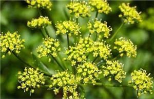 هشدار درباره خطر مسمومیت با گیاهان سمی