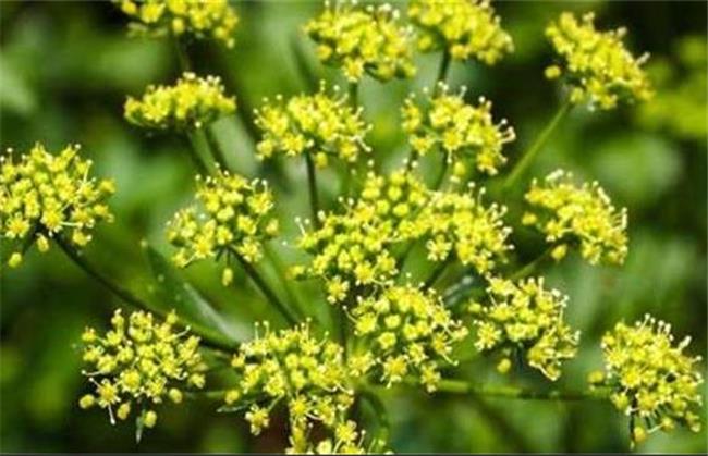 هشدار درباره خطر مسمومیت با گیاهان سمی