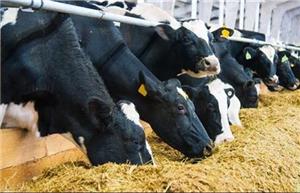 گلایه دامداران از کمبود نهاده‌های دامی