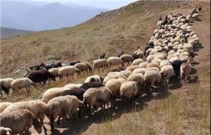 دامداری خراسان شمالی بر مدار سنتی