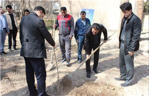 پیشگامی شرکت توزیع نیروی برق استان در توسعه فضای سبز